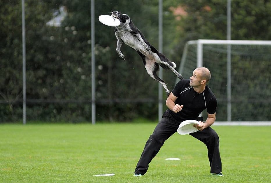 dog frisbee