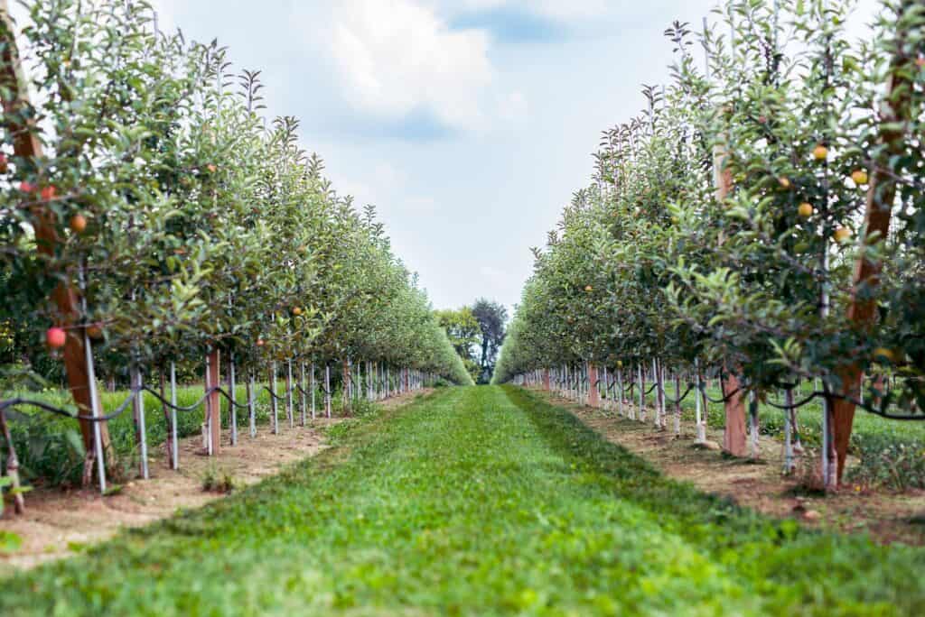 Edwards Orchard