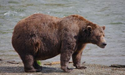 Fat-Bear-Week-niedzwiedz