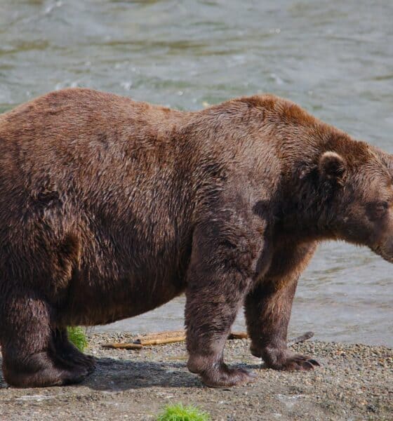 Fat-Bear-Week-niedzwiedz