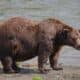 Fat-Bear-Week-niedzwiedz