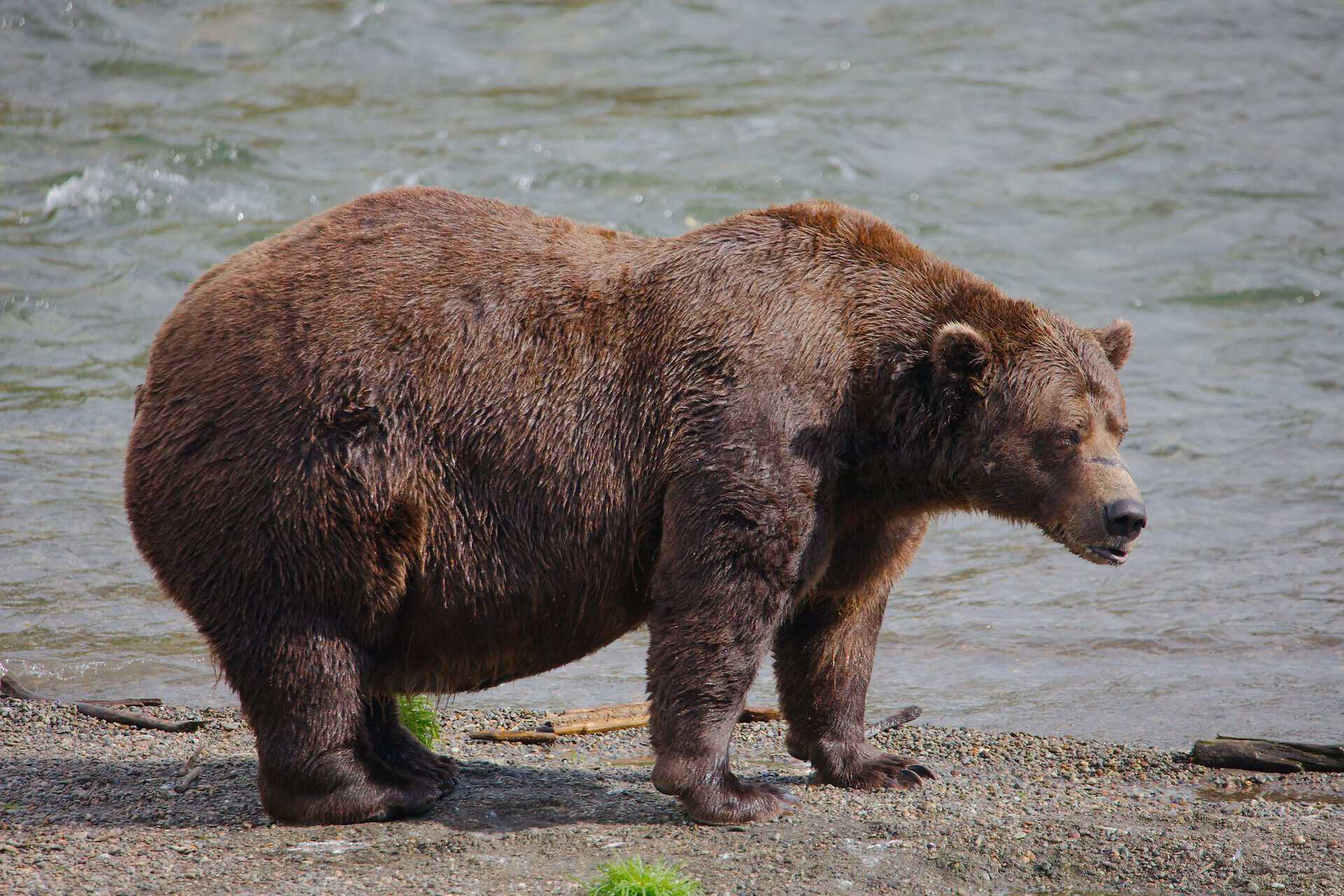 Fat-Bear-Week-niedzwiedz