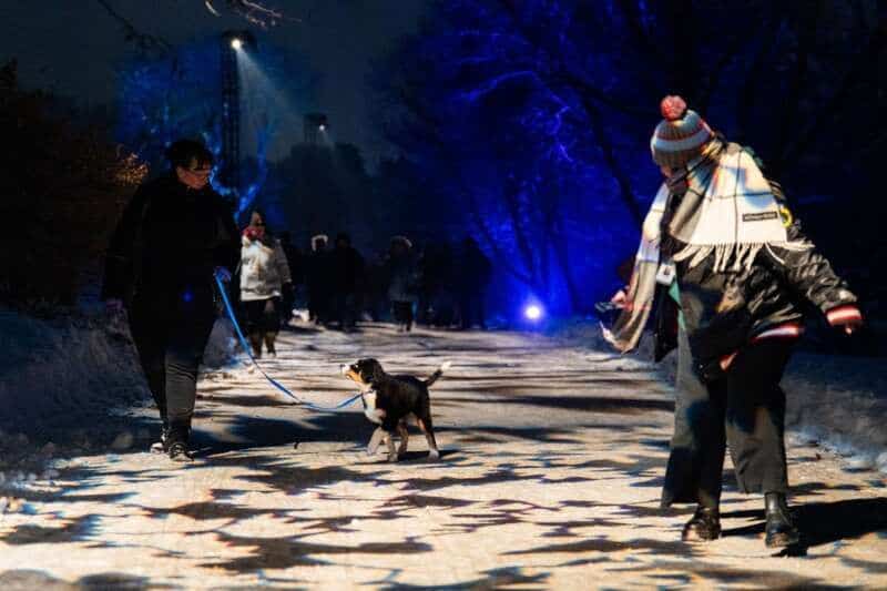 Illumination Dog Admission Nights