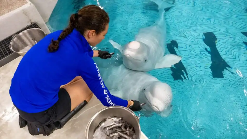 bialuchy-Shedd-Aquarium