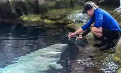 Shedd Aquarium białuchy