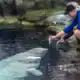 Shedd Aquarium białuchy