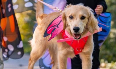 Howl-o-Ween-