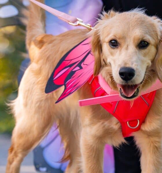 Howl-o-Ween-