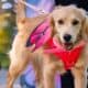 Howl-o-Ween-