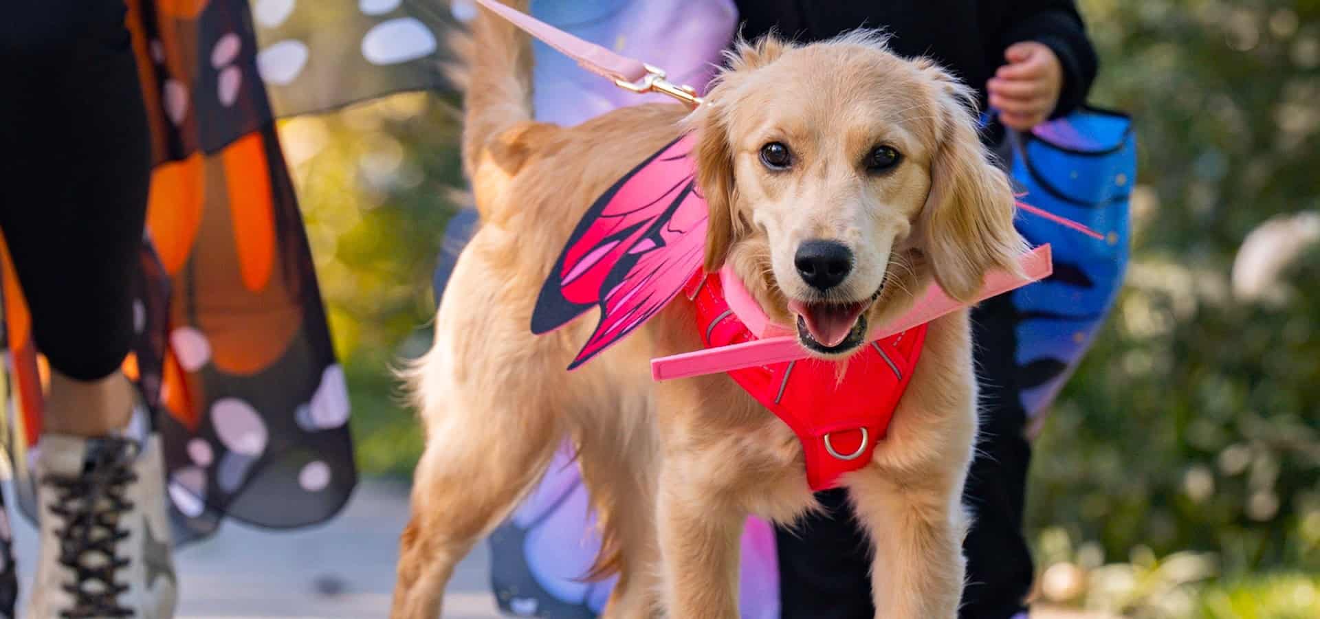Howl-o-Ween-