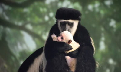 Lincoln Park Zoo gereza
