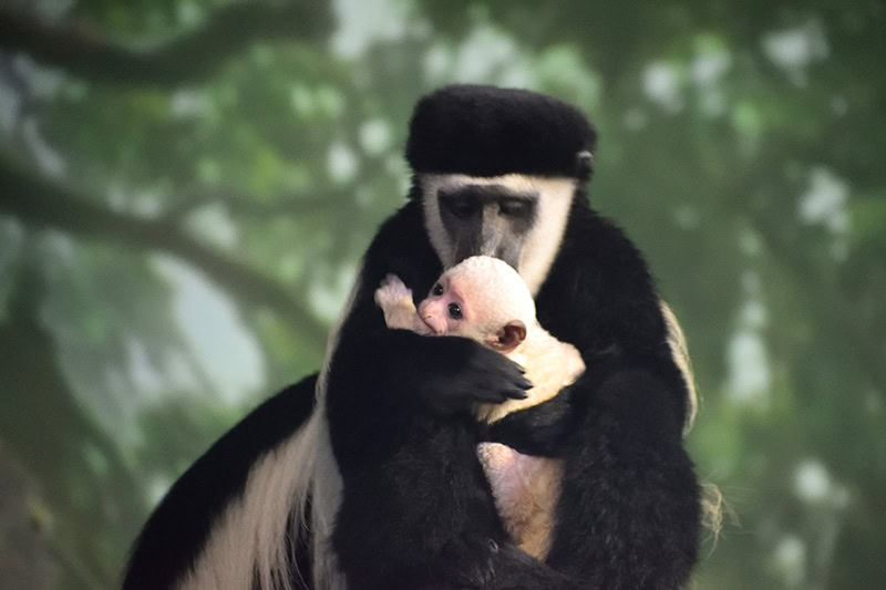Lincoln Park Zoo gereza
