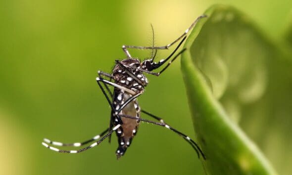 komar Aedes_aegypti