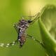 komar Aedes_aegypti