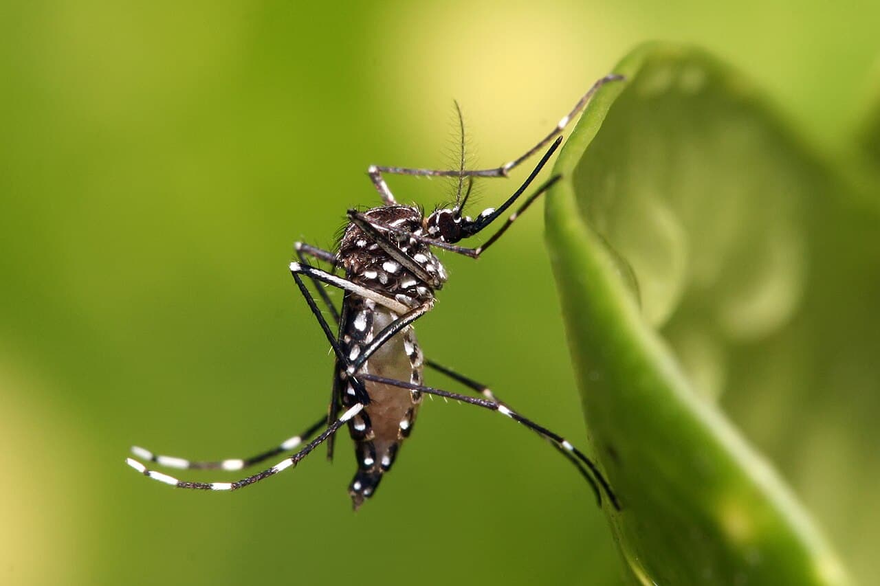 komar Aedes_aegypti