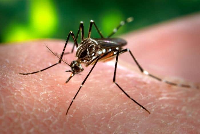 komar Aedes_aegypti