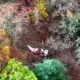 dellona-plane-crash